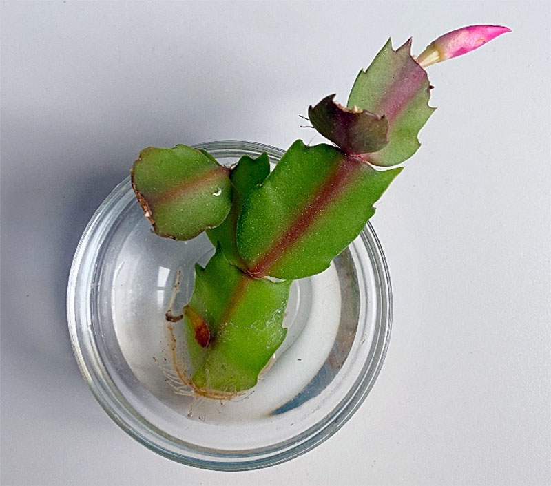 Christmas Cactus