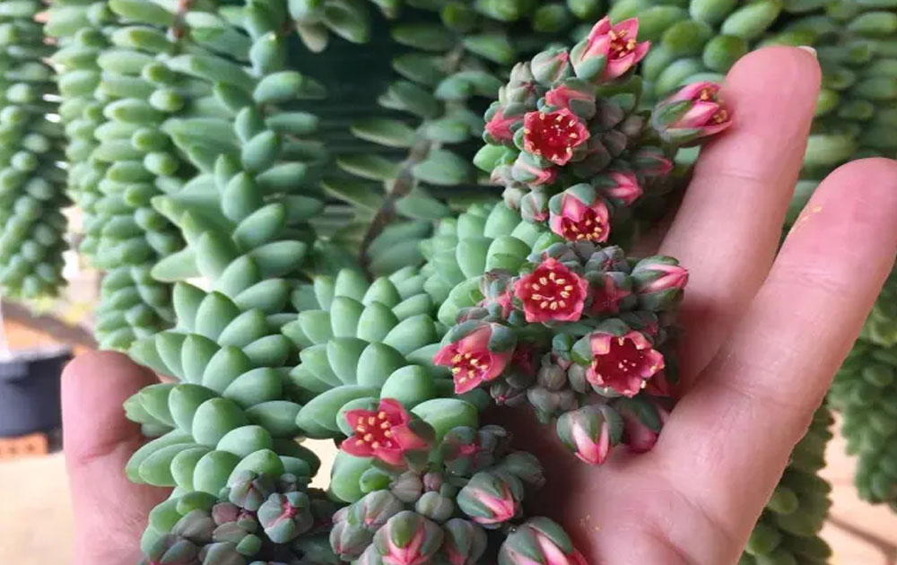 Easiest succulents to propagate