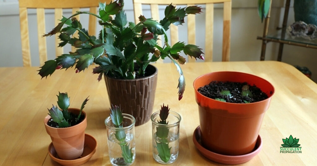 propagating-christmas-cactus-in-water-succulent-propagation