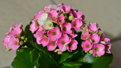 Succulent with pink flowers