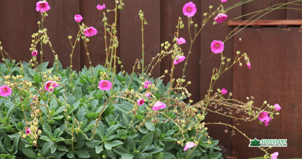 Succulent With Pink Flowers On Long Stems - Succulent Propagation