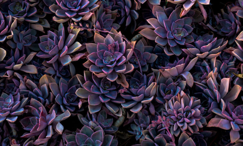 Succulent with purple flowers