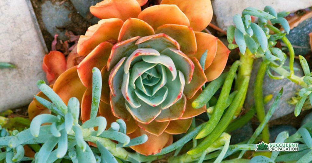 Succulents with Orange Flowers - Succulent Propagation