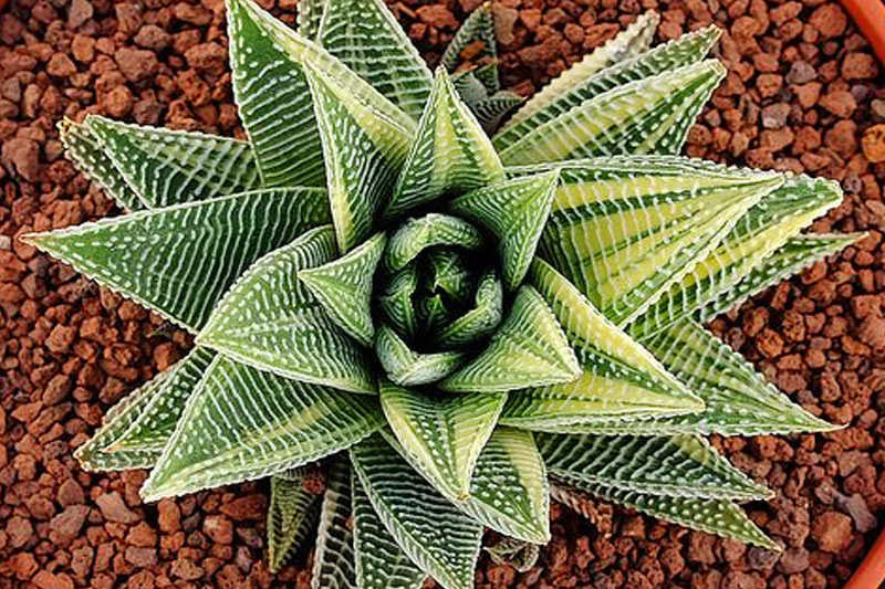 haworthiopsis limifolia flower