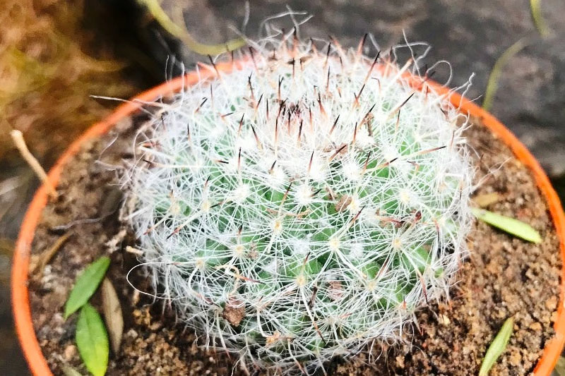 Brazilian old lady cactus