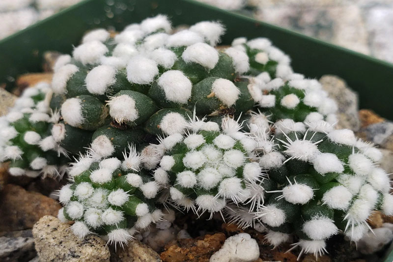 Snowflake Cactus