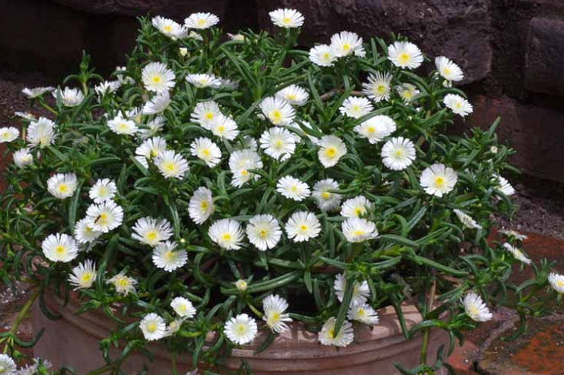 White Ice Succulent with white flowers