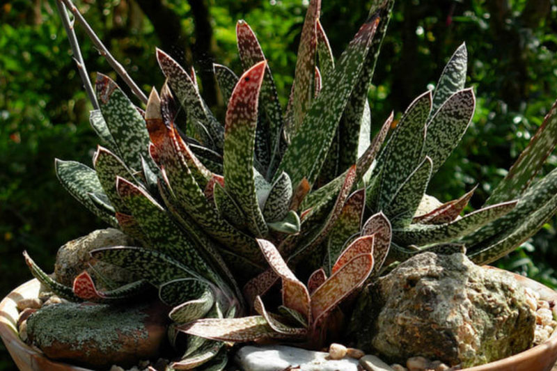 Gasteria Plant Complete Care Guide