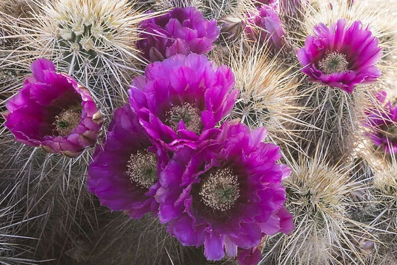 Strawberry hedgehog (Echinocereus engelmannii)